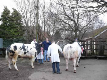Rhys Bellis & Elfed Thomas's bulls Betws Ceiriog & Seaview Bertie